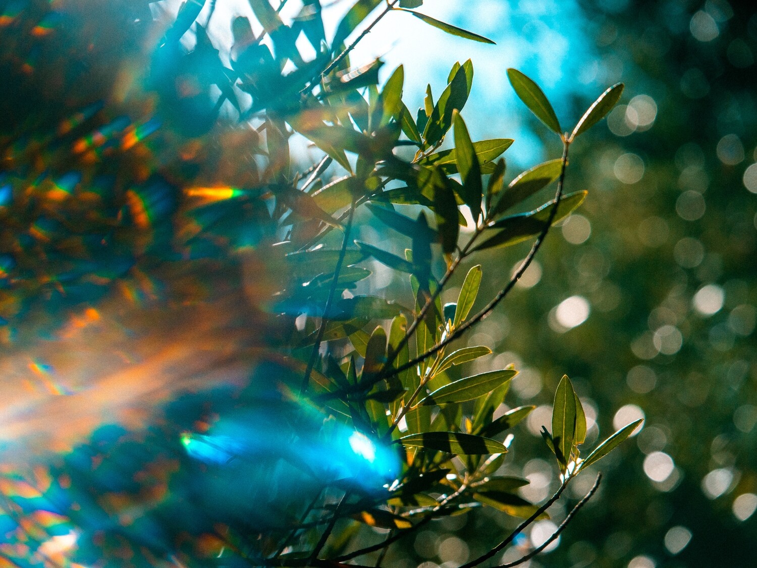 Nature photography